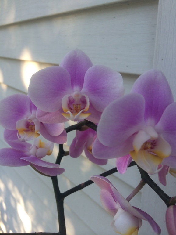 Ее величество Орхидея