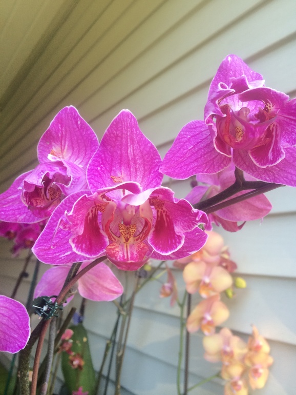 Ее величество Орхидея