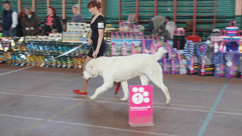 Выставка собак 8.12.13