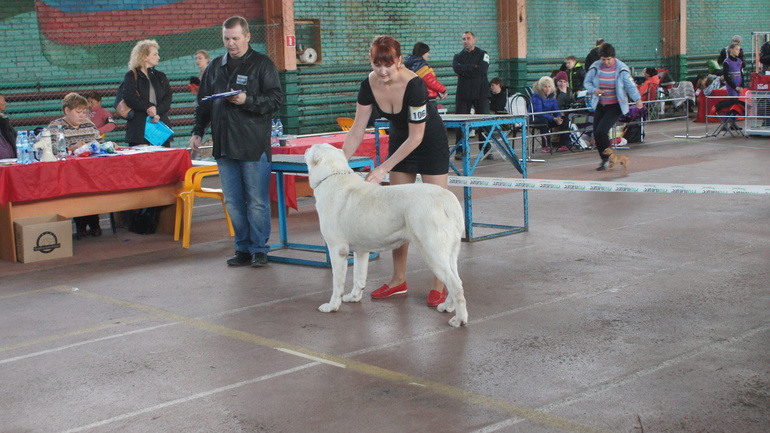 Выставка собак 8.12.13