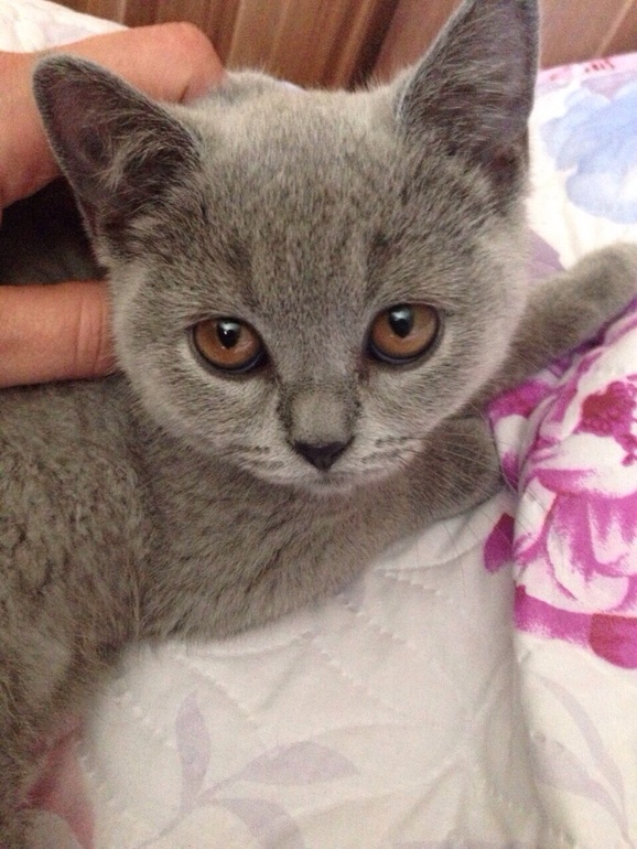 Зеста оф Девианти