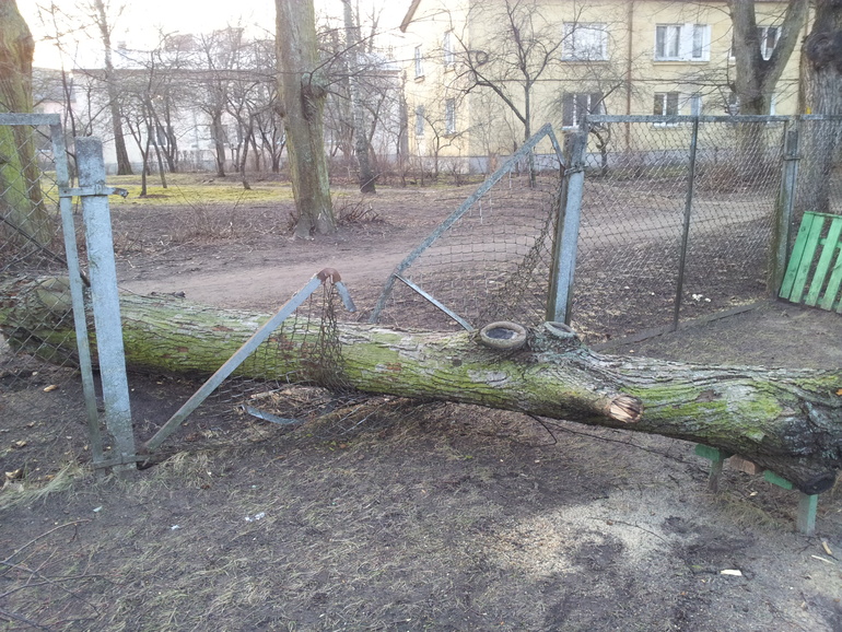 Проишедствие в саду.