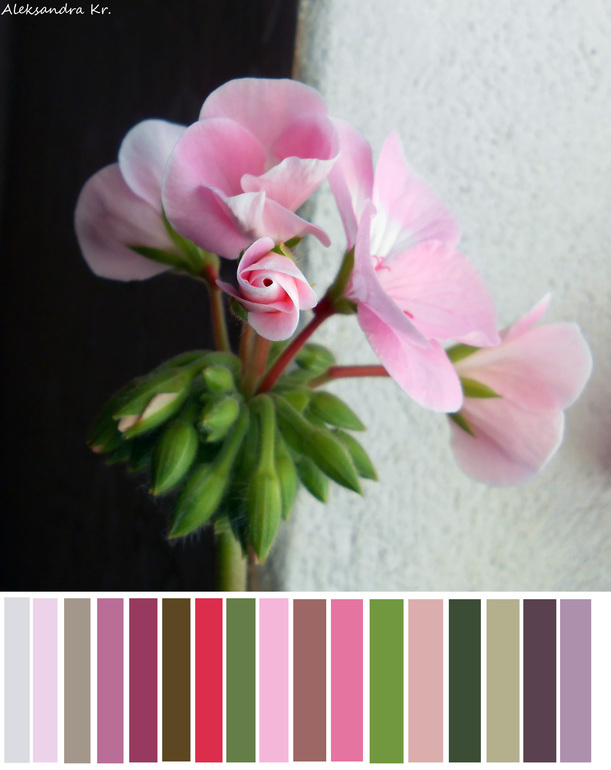 Жизнь в цвете.Розовый.