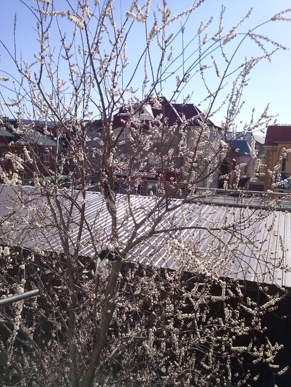 За моим окном....веснааа)