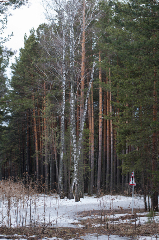 Фотоотчет прогулки за 31 марта :))