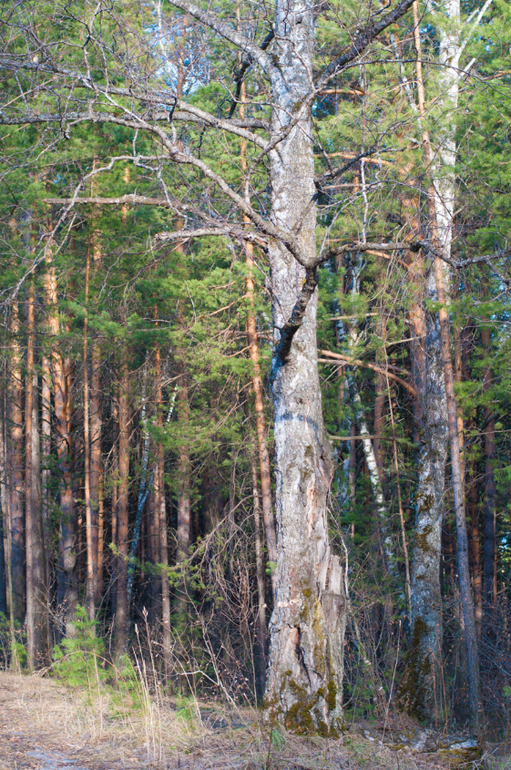 День 10 формирования привычек. фото