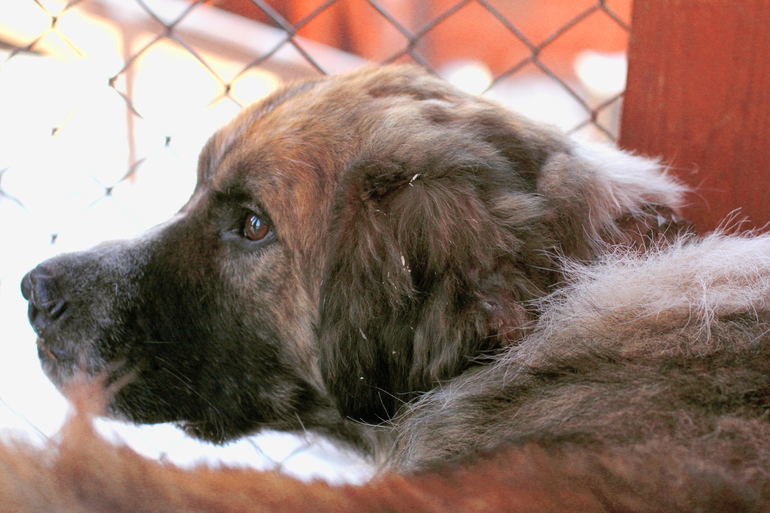 Барни... Ласковый медведь, пострадавший от НЕлюдей....