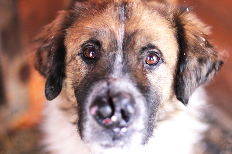 Барни... Ласковый медведь, пострадавший от НЕлюдей....