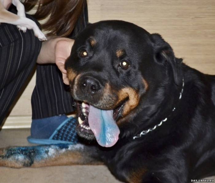 История одной собаки