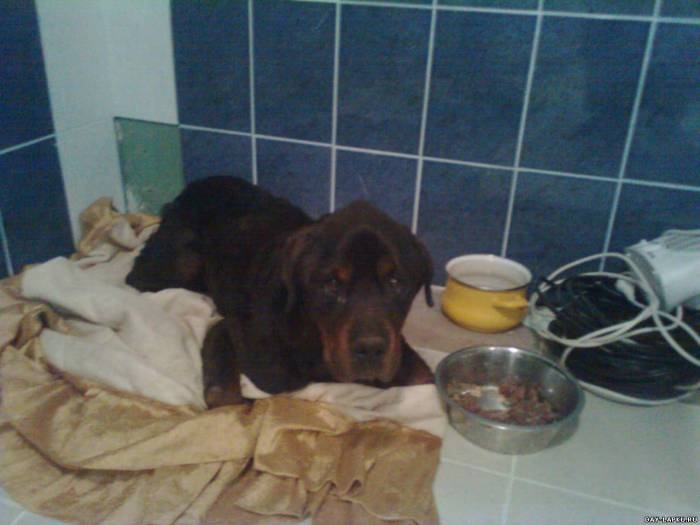 История одной собаки