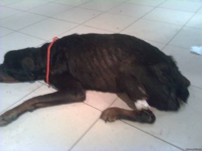 История одной собаки