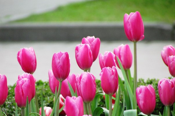 Кусочек сочинской весны!