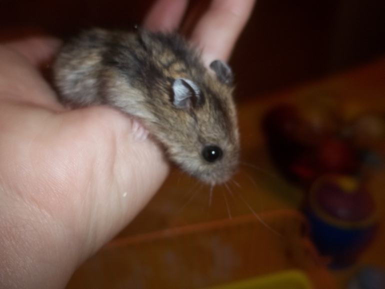 Мои мышки -шумелки....