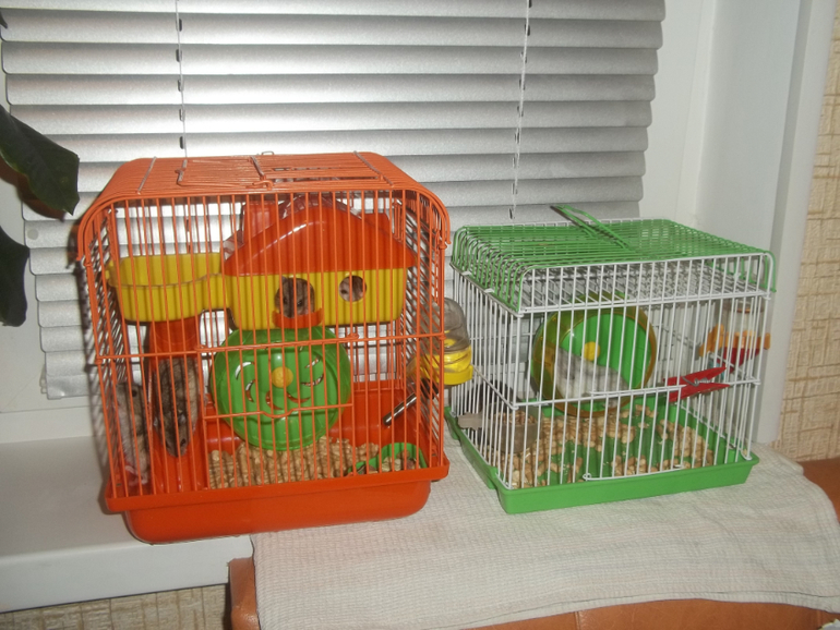 Мои мышки -шумелки....