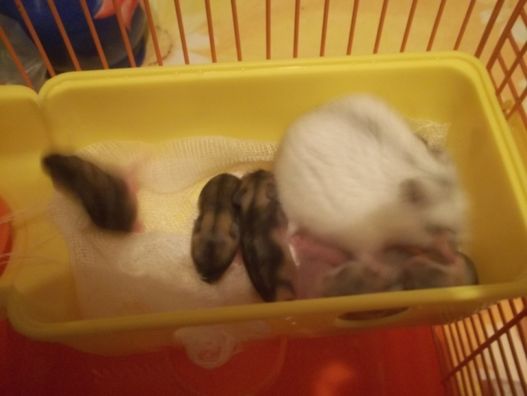 Мои мышки -шумелки....