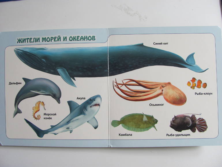 Животные -любимая книжка с окошками, НЕ АРКЕБУС))