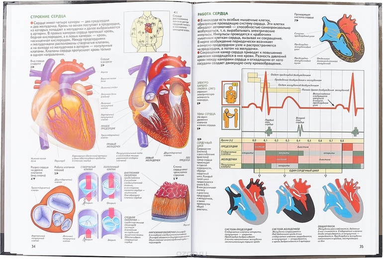 Атлас информация. Анатомический атлас сердце. Строение сердца атлас. Строение сердца плакат. Схема работы сердца человека.