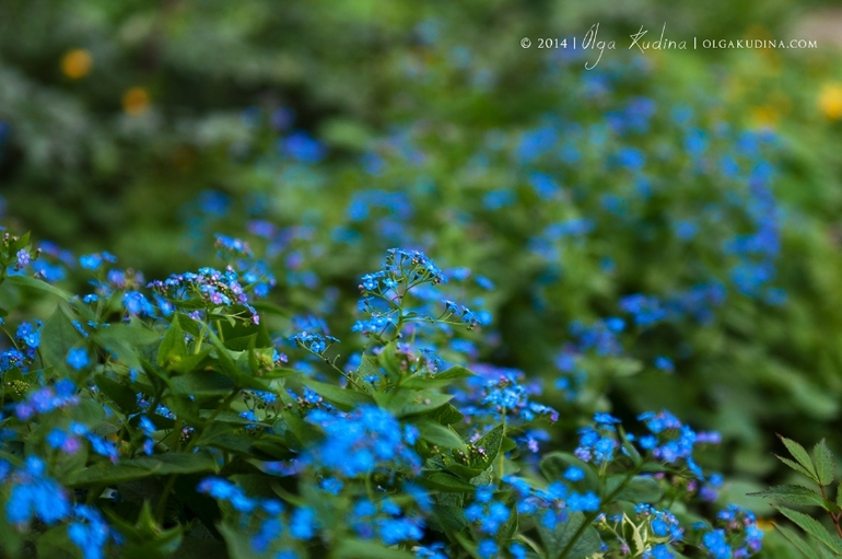 Фотосессия в цветущих садах и парках г. Москвы