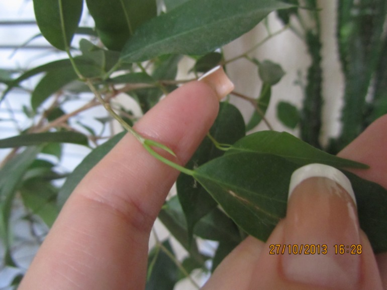 Я схожу с ума, но всё равно верю!