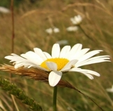 ИМЕНИННИЦЫ ღ ღ ღ 17 апреля ღ ღ ღ !!!