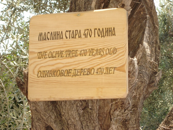 ЧЕРНОГОРИЯ. Петровац. Vile Oliva 3*