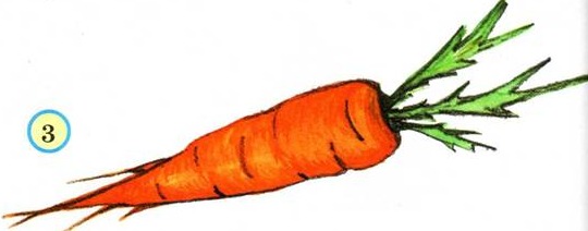 Морковь группа растений. Морковка рисунок. Морковка рисунок карандашом. Морковь рисунок карандашом. Рисунки простым карандашом морковь.