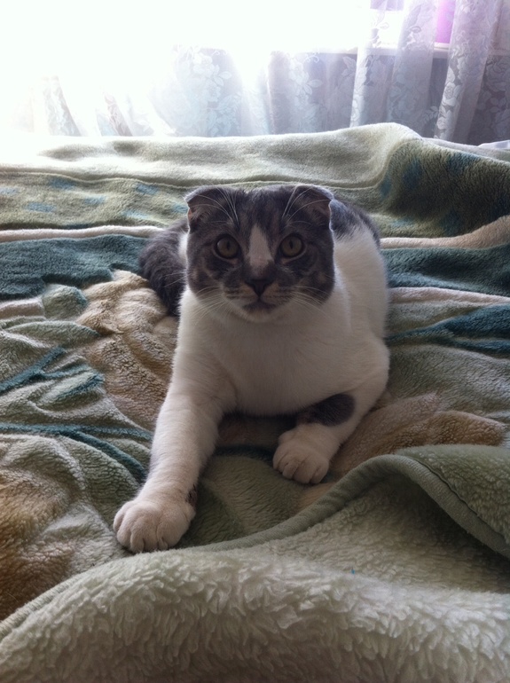 Я убью эту скотину!