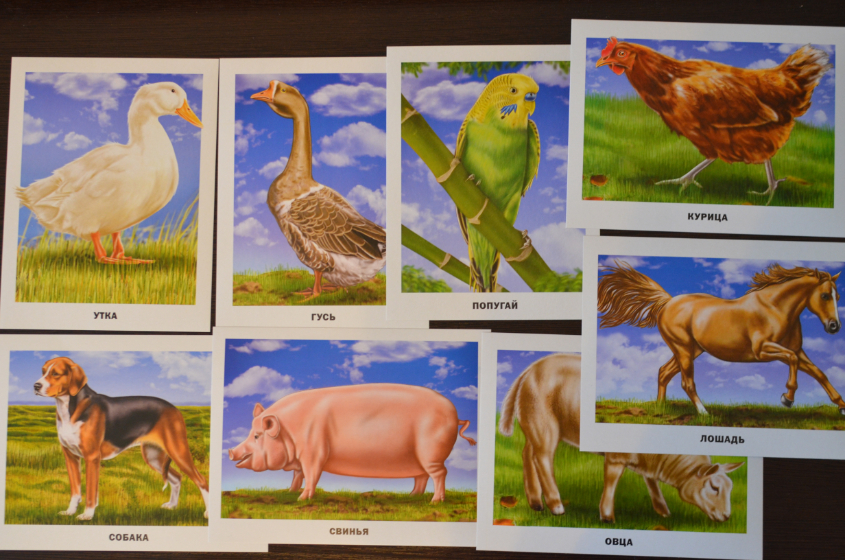 Обзор карточек