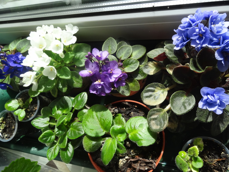 Домашние растения. Наши фиалки, фиалки мини, глоксинии.