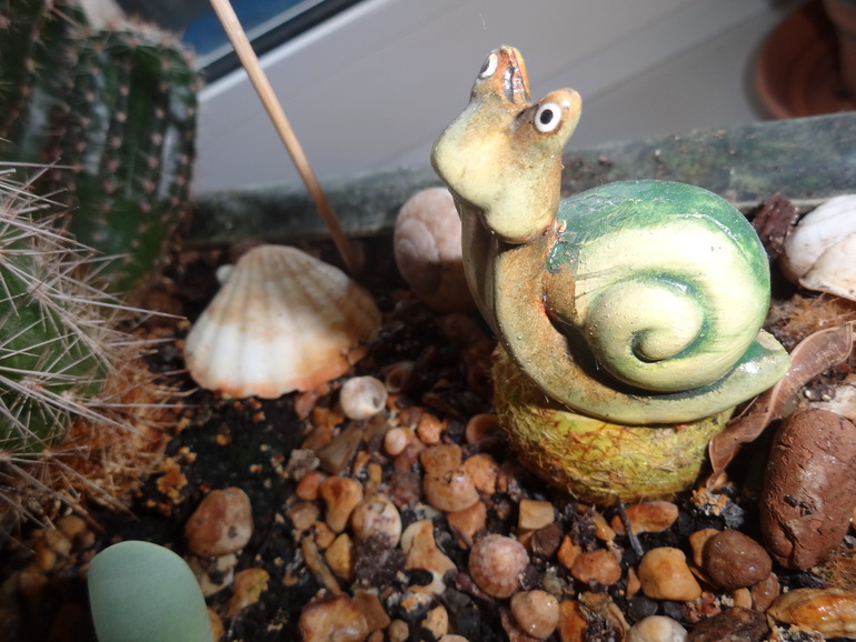 Кактусовая полянка