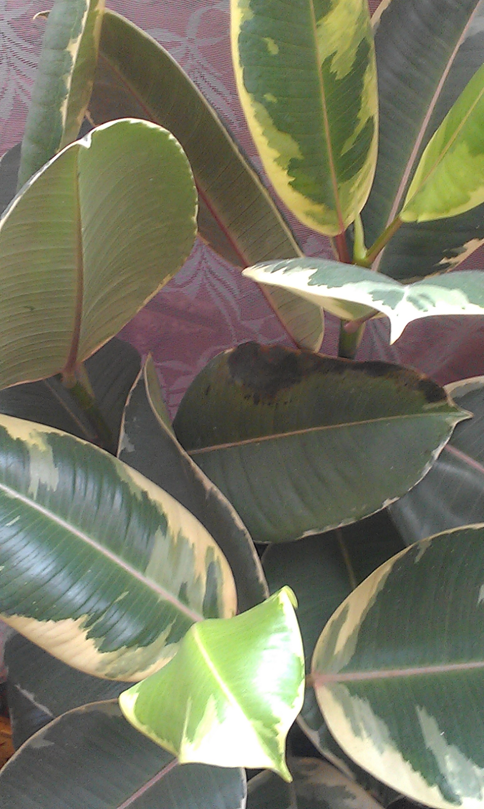 Фикус погибает(((( помогите кто знает!!!!!!