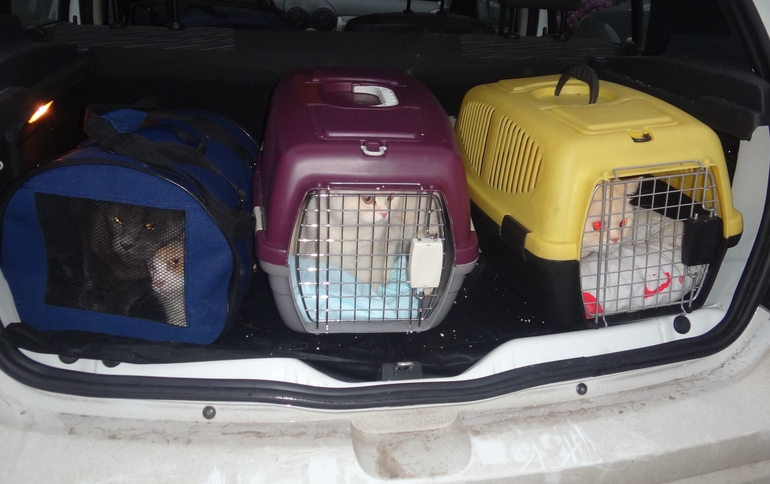 Жизнь кошачья