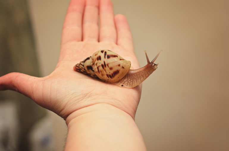 Мои питомцы