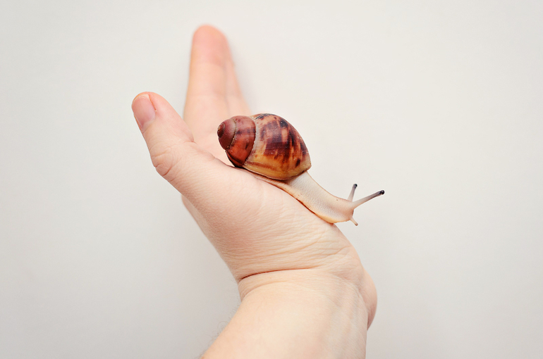 Мои питомцы