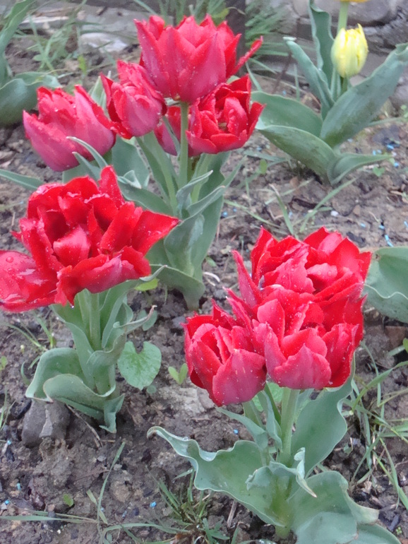 Тюльпанчики. ч.2