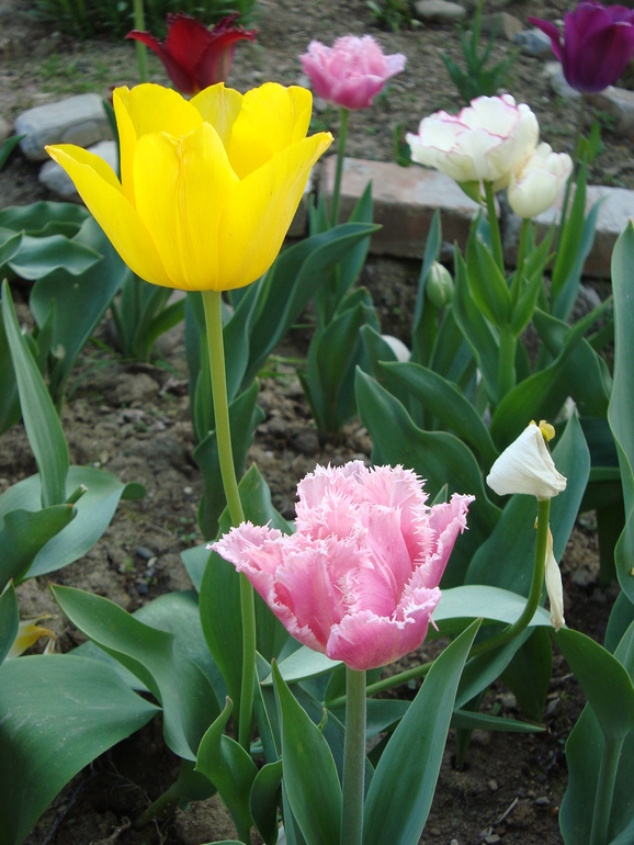 Тюльпанчики. ч.2