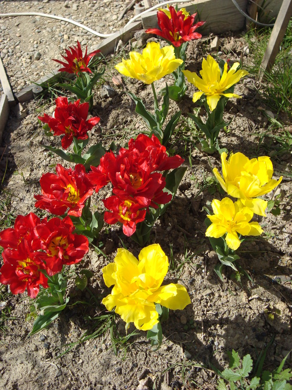 Тюльпанчики. ч.2