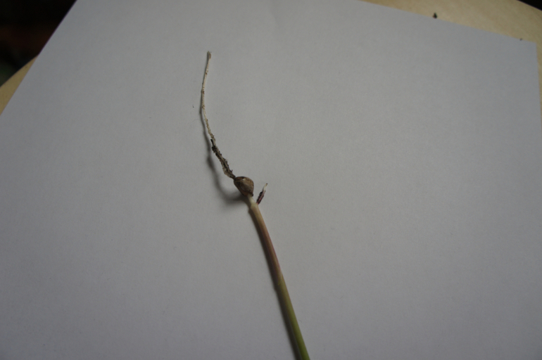 Что это выросло 2.