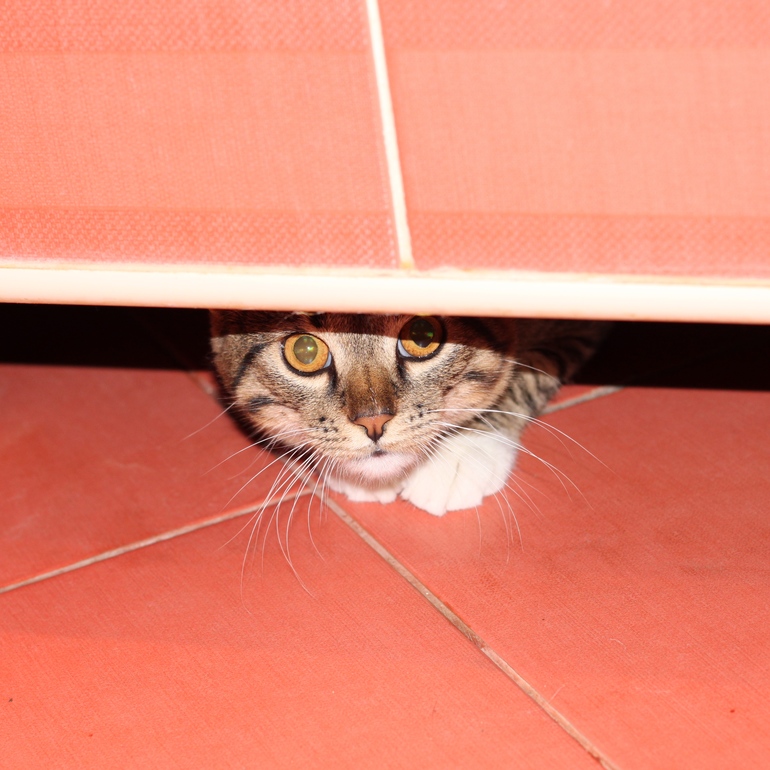 И совсем я не боюсь пылесоса)))