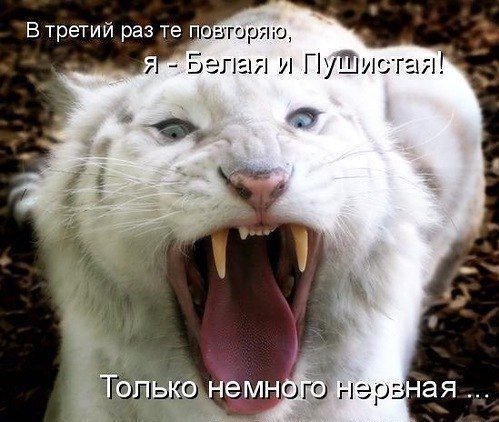 964f80bc5cea9a6cdbd2f099693542bc.jpg