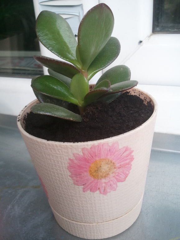 Горшочки с герберами