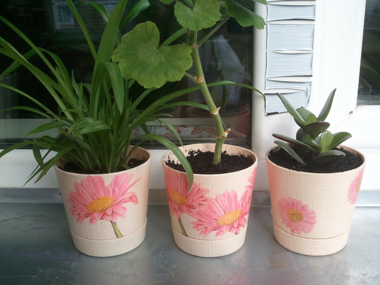Горшочки с герберами