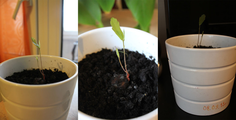 Как мы сажали желудь.