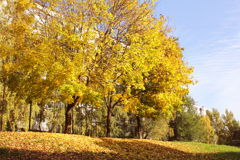 Семейная прогулка