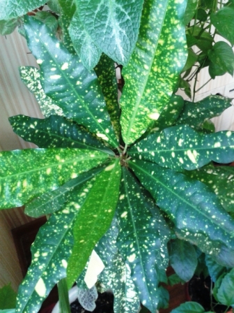 Всё радуется жизни