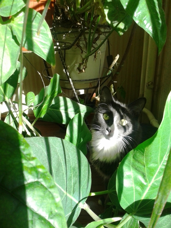 Всё радуется жизни