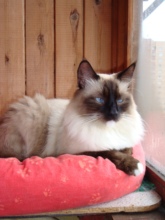 Мой котофей