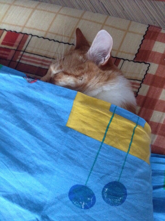 )) Непростая жизнь кота Василия ))