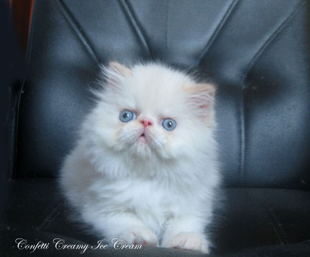 Продается (резервирование) очаровательная персидская малышка!