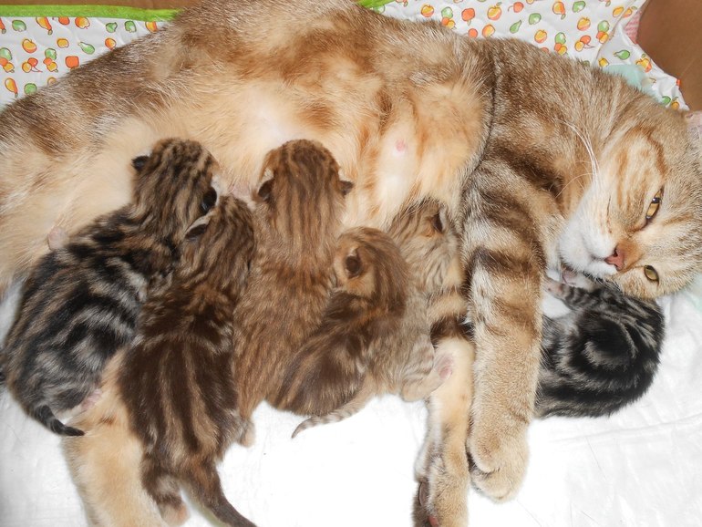 Наше зверье)